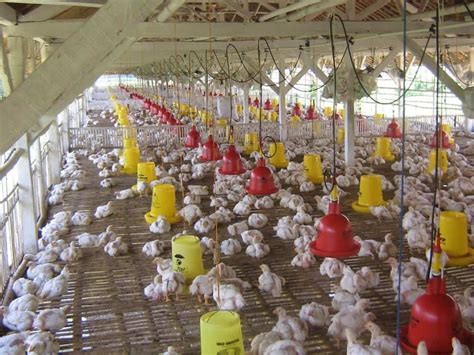 15 Cara Ternak Ayam Negeri Pedaging Bagi Pemula