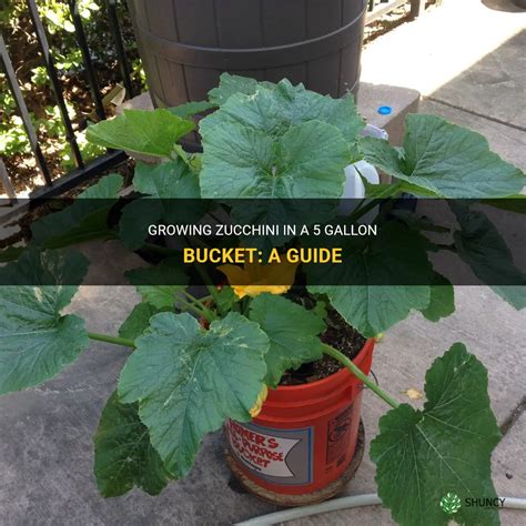 Growing Zucchini In A 5 Gallon Bucket A Guide Shuncy