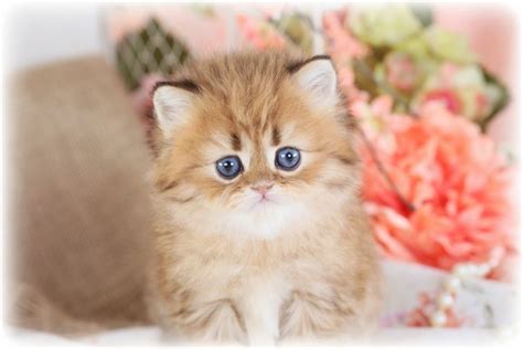 Teacup Persian Kittens For Sale Doll Face Persian Kittenspersian