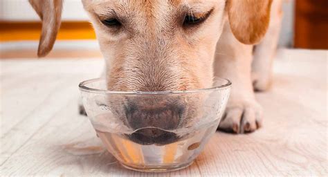 When a puppy starts the transfer to solid foods instead of milk, he will also need the right amount of water. Dog Drinking A Lot Of Water - A Guide To Excessive Thirst In Dogs