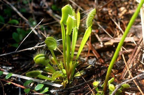 Venus flytraps need plenty of light. EduPic Plant Images
