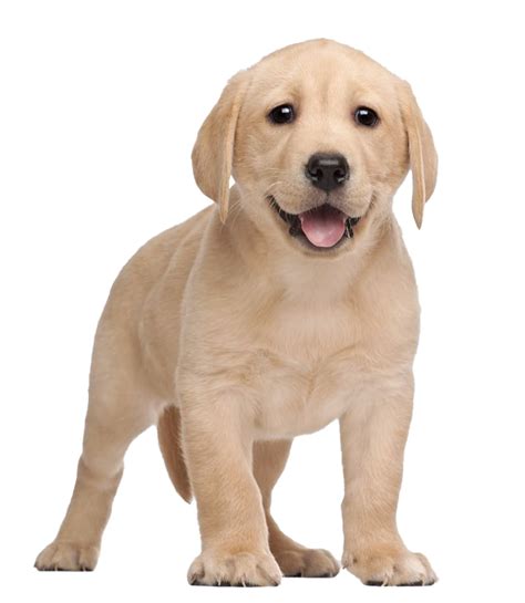 Labrador Retriever Png Transparent Hd Photo Png All Vlrengbr