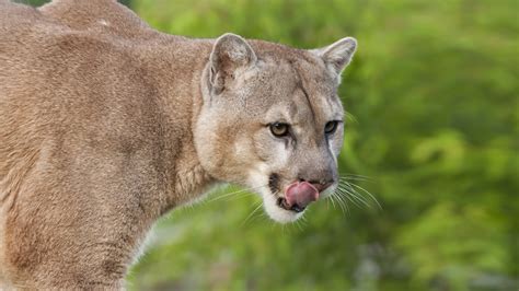 Mountain Lion Puma Cougar San Diego Zoo Animals And Plants