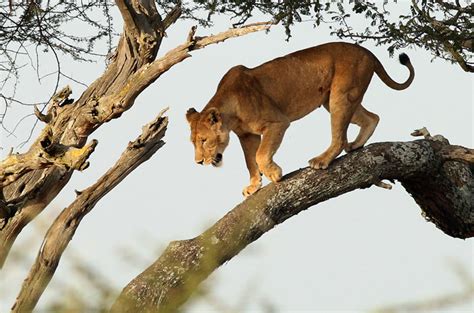 The Tree Climbing Lions Of The Serengeti Africa Geographic