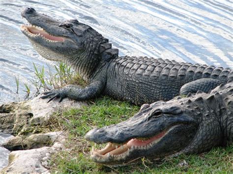 10 Interesting Alligator Facts My Interesting Facts