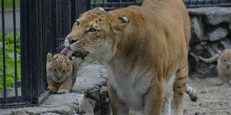 Gudskjelov 41 Sannheter Du Ikke Visste Om Løve Og Tiger Fotograf