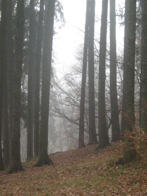 Unrestricted November 09 Foggy Forest 15 By Frozenstocks On Deviantart