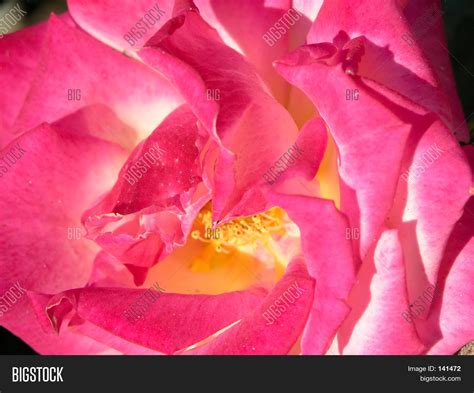 Fuchsia Rose Image And Photo Free Trial Bigstock