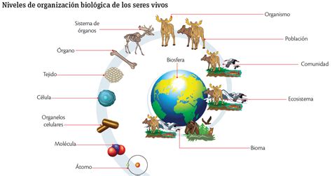 Lets Learn Biology And Geology In English Repaso T 1 ¿cuáles Son