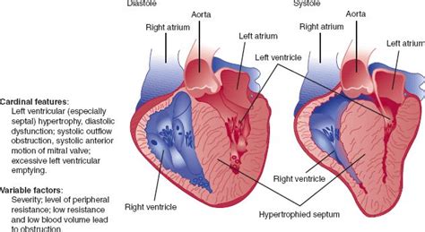 Diagram Of The Human Heart With Labels And Description For Each Section