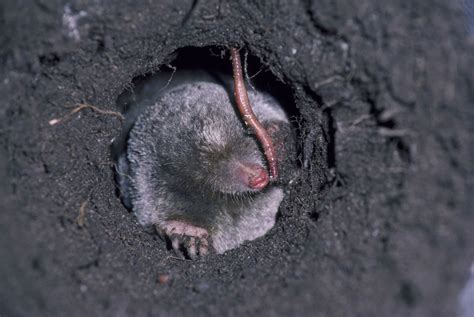 You probably have a mole if the mounds of dirt you see in your yard are round, symmetrical and conical, like miniature volcanoes. Mole Control in Lawn and Garden: Tips, ID