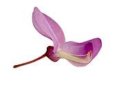 Get the latest 2021 wisteria.com promo codes. Wisteria sinensis — Wikipédia