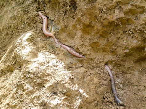 This Australian River Valley Is Home To The Worlds Largest Earthworms