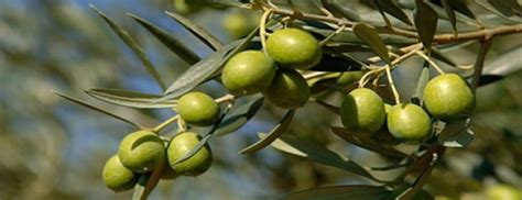 Proteger El Fruto Del Olivo Luego De Su Extracción Macrobonsai Olivos