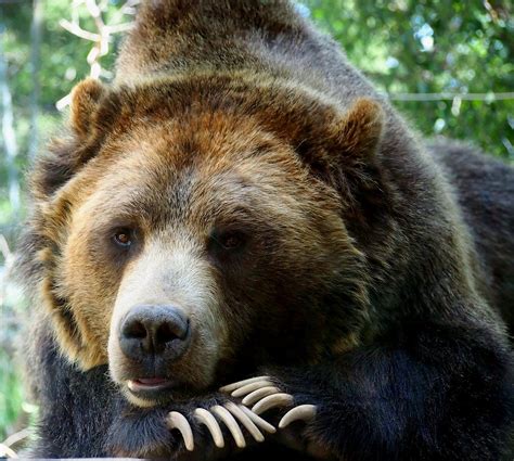 Grizzly Bear At Rest In Colorado Wildneress Photograph By Amy Mcdaniel