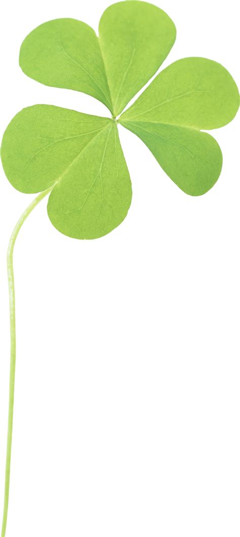 Clover Png Image Png All Png All