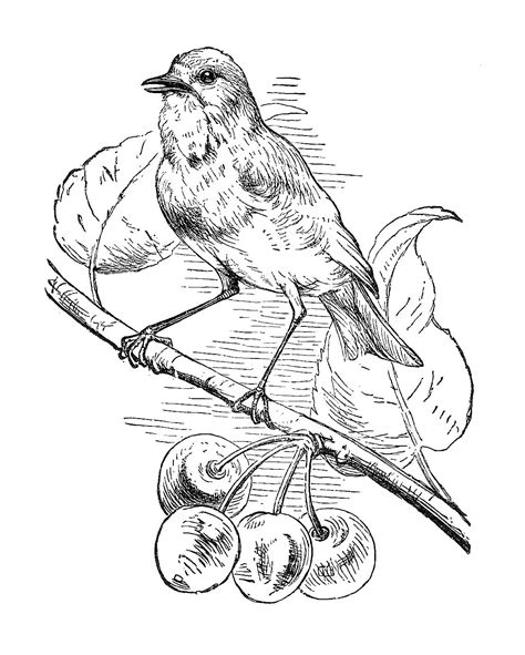 Antique Images Free Black And White Illustration Bird Clip Art From