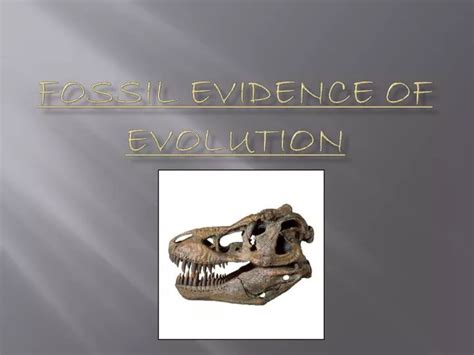 Ppt Fossil Evidence Of Evolution Powerpoint Presentation Id2806888