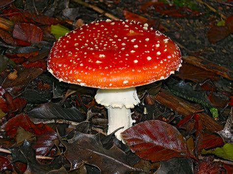 Free Images Nature Red Fungus Mushrooms Agaric Amanita Muscaria
