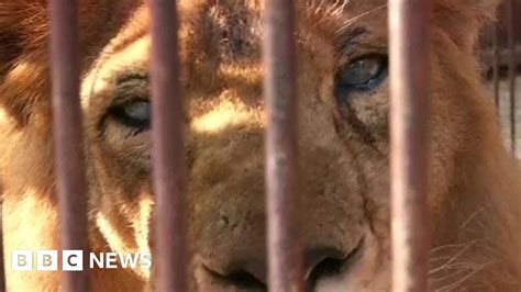 Lions Airlifted To South Africa From South America Bbc News