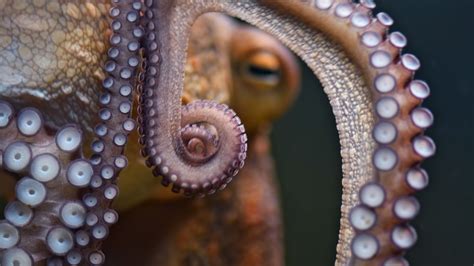 How An Octopus Regrows Its Arms Mental Floss