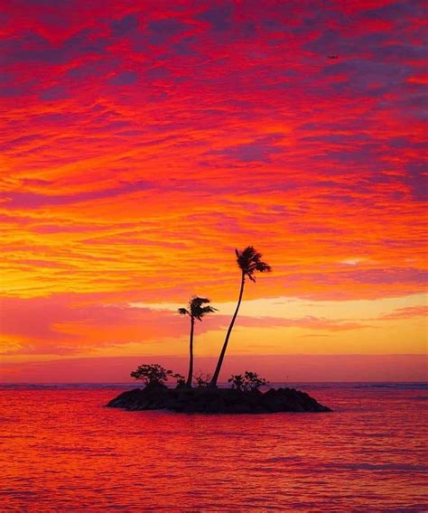 Island Oasis Palmtree Sunset Tropic Tropical Hd Phone Wallpaper