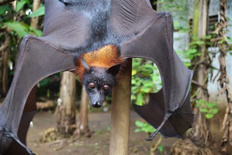 G27 Fruit Bat Flying Fox Pangandaran Area Java Indone Flickr