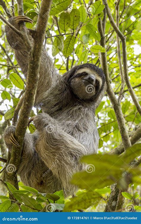 Three Toed Sloth Bear Moving In The Trees Costa Rica Stock Image