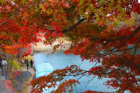 Autumnleavesatgoshikinumafukushima Kyuhoshi
