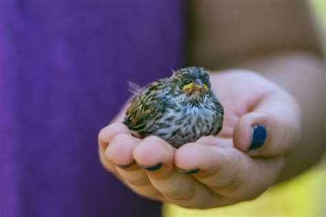 Baby Bird Hands Stock Photos Pictures And Royalty Free Images Istock