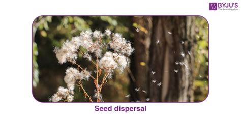 What Is Seed Dispersal