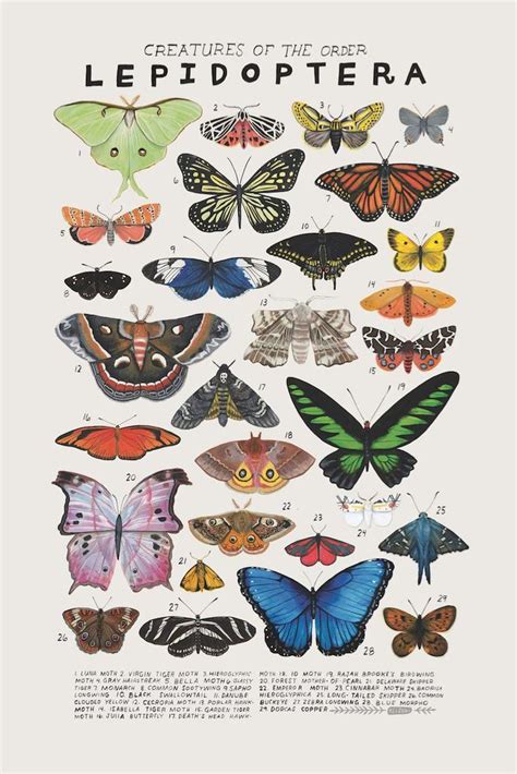 Lepidópteros mariposas polillas Etsy España