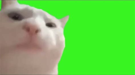 Vibing Cat Green Screen Dancing Cat Meme 2020 Youtube