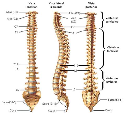 Columna vertebral anatomía Escuelapedia Recursos