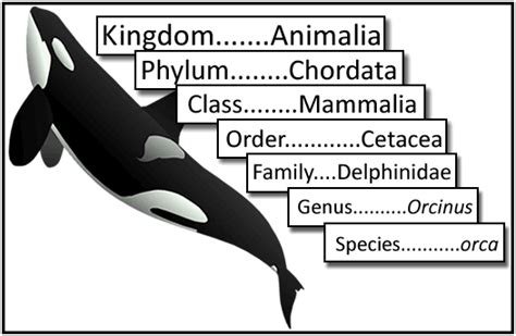The Scientific Classification Of Killer Whales