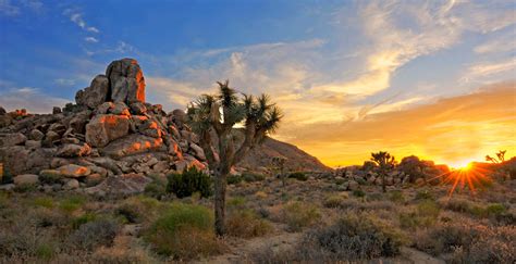 Joshua Tree National Park Vacation Travel Guide And Tour