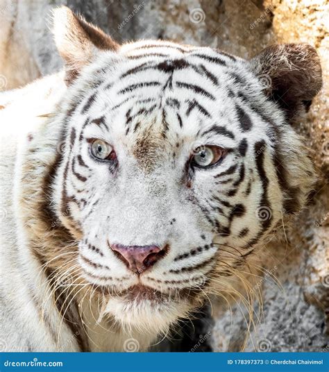 Close Up Head Of White Bengal Tiger Isolated On Background Stock Image
