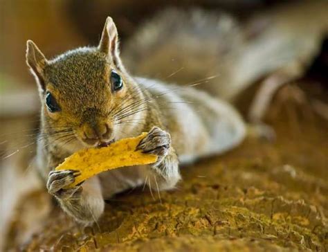 11 Bushy Tailed Facts About Eastern Gray Squirrels Squirrel Pictures