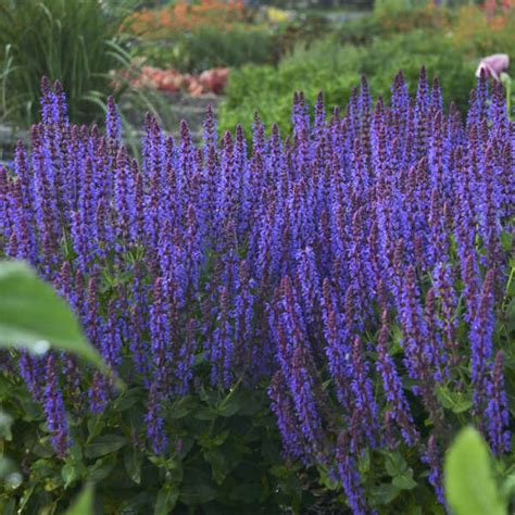 Photo Essay Nosing Around The Garden For Fragrant Perennials