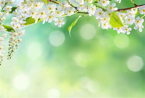Hd Wallpaper White Cherry Blossoms Flowers Nature Tree Spring