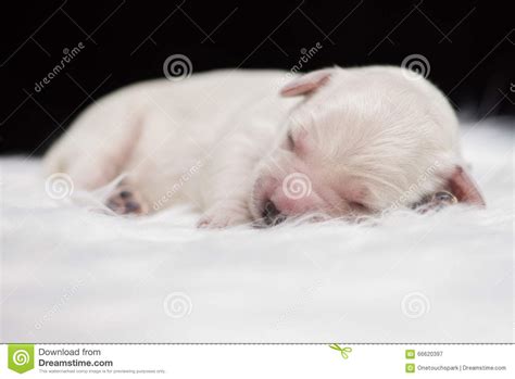 Newborn Golden Retriever Puppy Stock Image Image Of Purebred Canine