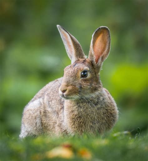 45 Adorable Bunny Facts To Make You Go Squee Peta