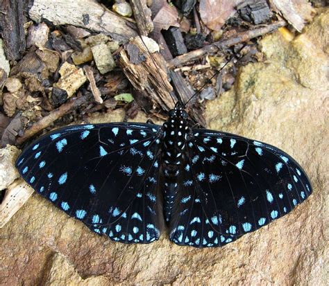 Starry Cracker Hamadryas Laodamia Beautiful Butterfly Photography