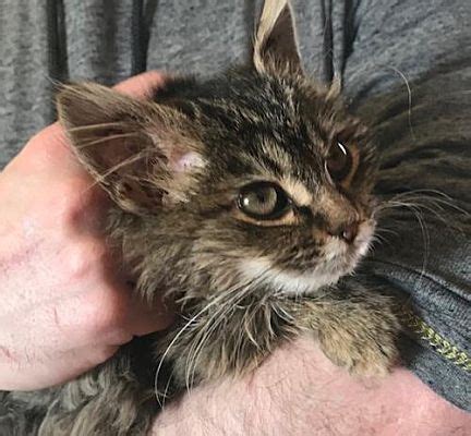 Check spelling or type a new query. Maine Coon Kittens For Sale Virginia Beach