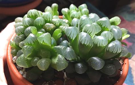 The Clear Leaves On These Succulents Look Like Drops Of Water Better