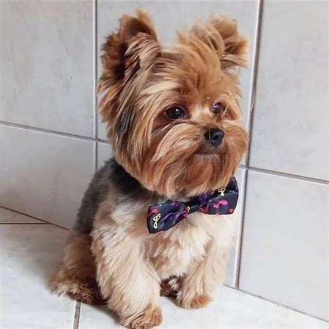 14 Haircut Decisions For Your Yorkshire Terrier Artofit