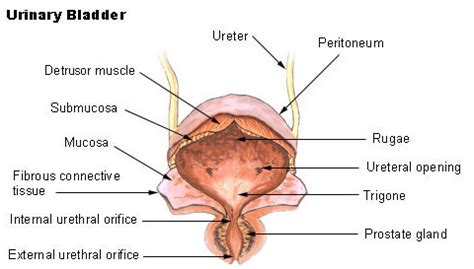 Describe The Structure Of The Wall Of The Urinary Bladder