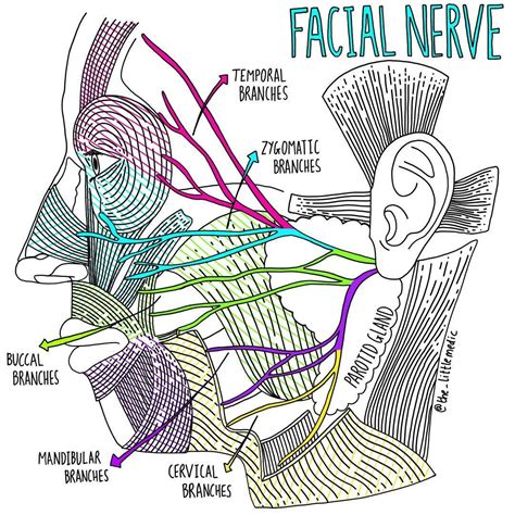 Facial Nerve Medical School Studying Medical School Essentials