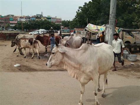 5 Deadlines Gone No End To Hisar’s Stray Cattle Menace The Tribune India