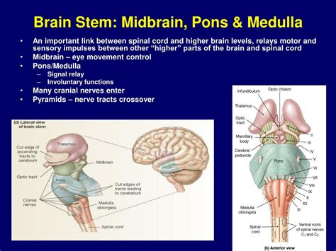 Bookbrain Stem Nuclei Cranial Nerve Nuclei In Brainstem Schema On